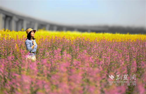 荆楚网>新闻频道>武汉快讯五里界农家畈的菜花则是起伏连绵,大开大合.