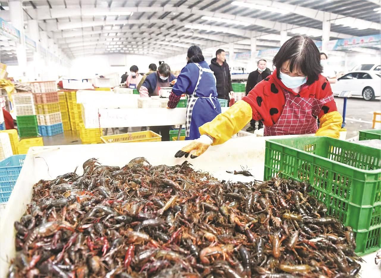 春分时节龙虾出水 潜江第一笼虾拍得28万元
