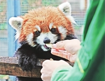 武汉动物园给小熊猫做腹部b超糊米酒身体发育良好