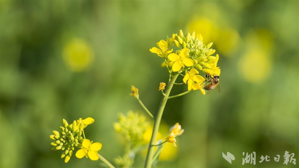 蔡甸消泗乡油菜花初开