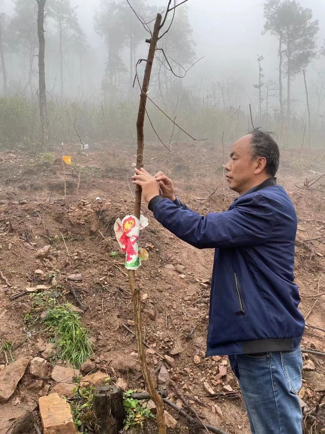 给树施肥应该离树多远 9b3db744fea10b1c909c7bfe6dbf80c5.jpeg