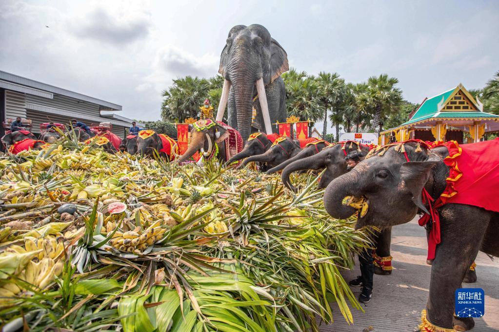小花坊生态饰品之泰国大象日：大象享用自助餐