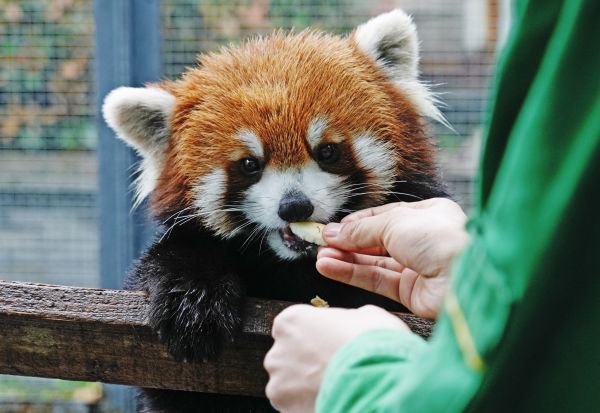 潍坊温州商城之武汉动物园为小熊猫做B超：“糊米酒”很健康，“美美”没怀孕