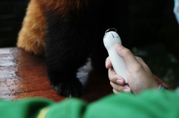 潍坊温州商城之武汉动物园为小熊猫做B超：“糊米酒”很健康，“美美”没怀孕