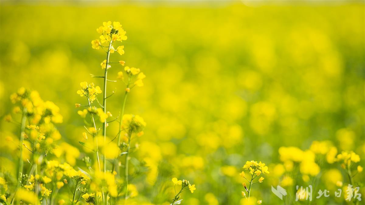 蔡甸消泗乡油菜花初开