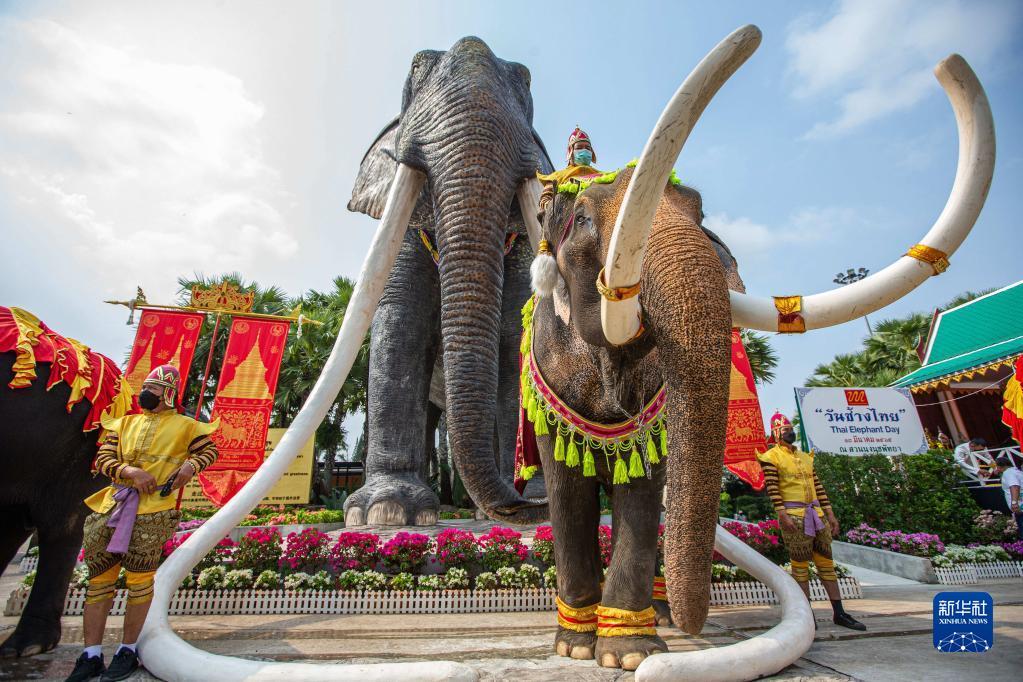 小花坊生态饰品之泰国大象日：大象享用自助餐