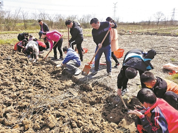 小学生下田挖荸荠