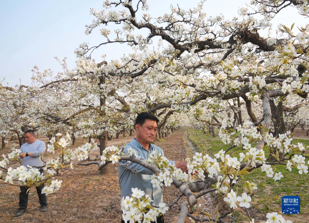 4月8日,河北赵县范庄镇南庄村的农民在梨园疏花.