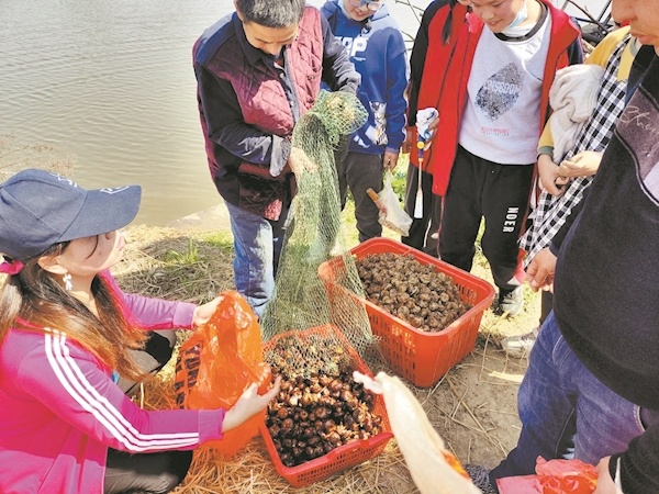 小学生下田挖荸荠