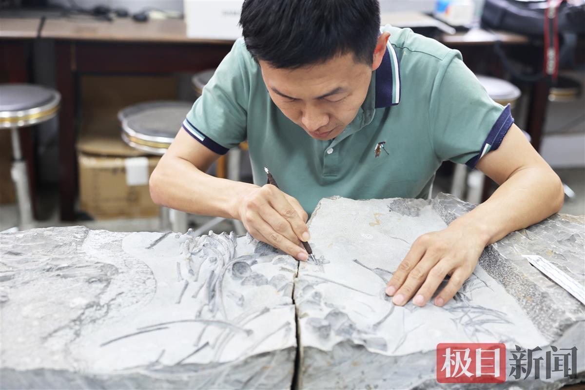 长达3米、外形憨萌、游泳能力强！地大团队发现中国最大早三叠世鱼龙化石