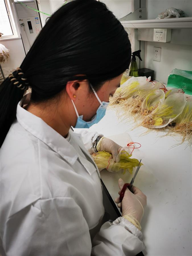骄傲！在总书记刚去过的海南省崖州湾种子实验室，有一项核心技术“湖北造”