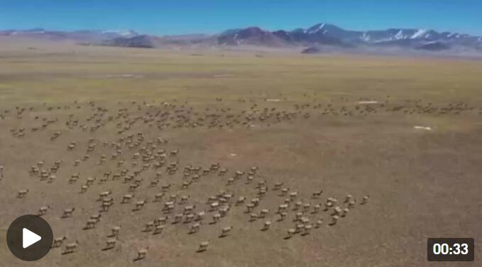西藏阿里地区记录到数千只“高原精灵” 场面震撼