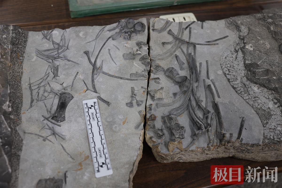 长达3米、外形憨萌、游泳能力强！地大团队发现中国最大早三叠世鱼龙化石