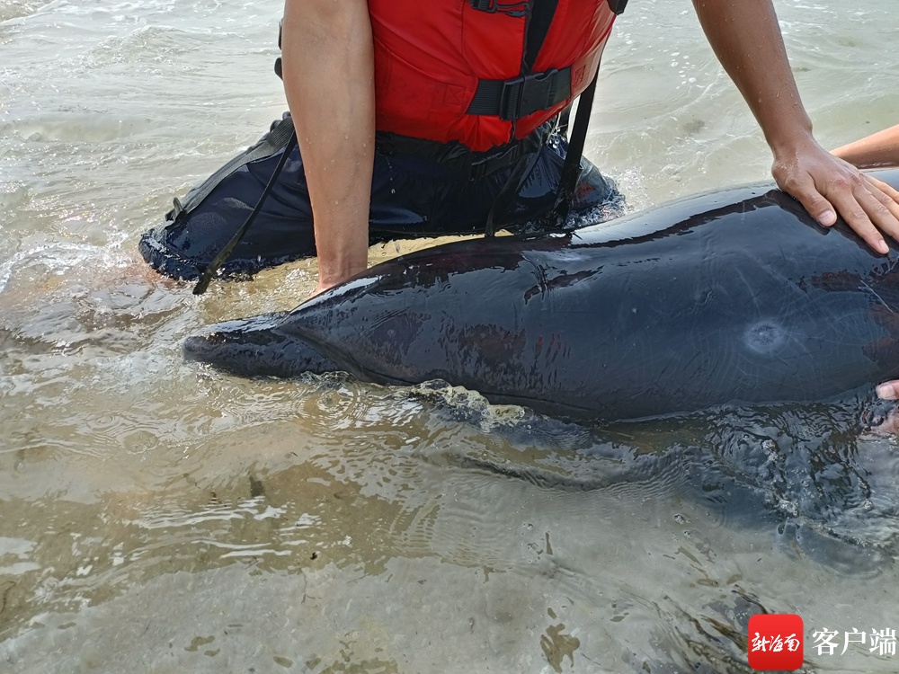 瓶鼻海豚搁浅昌江一海滩多人参与救援