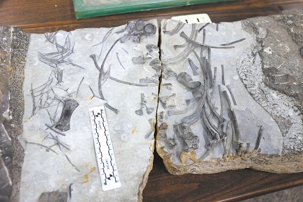 地大团队发现最大早三叠世鱼龙化石 长达3米，约与恐龙生活同时期