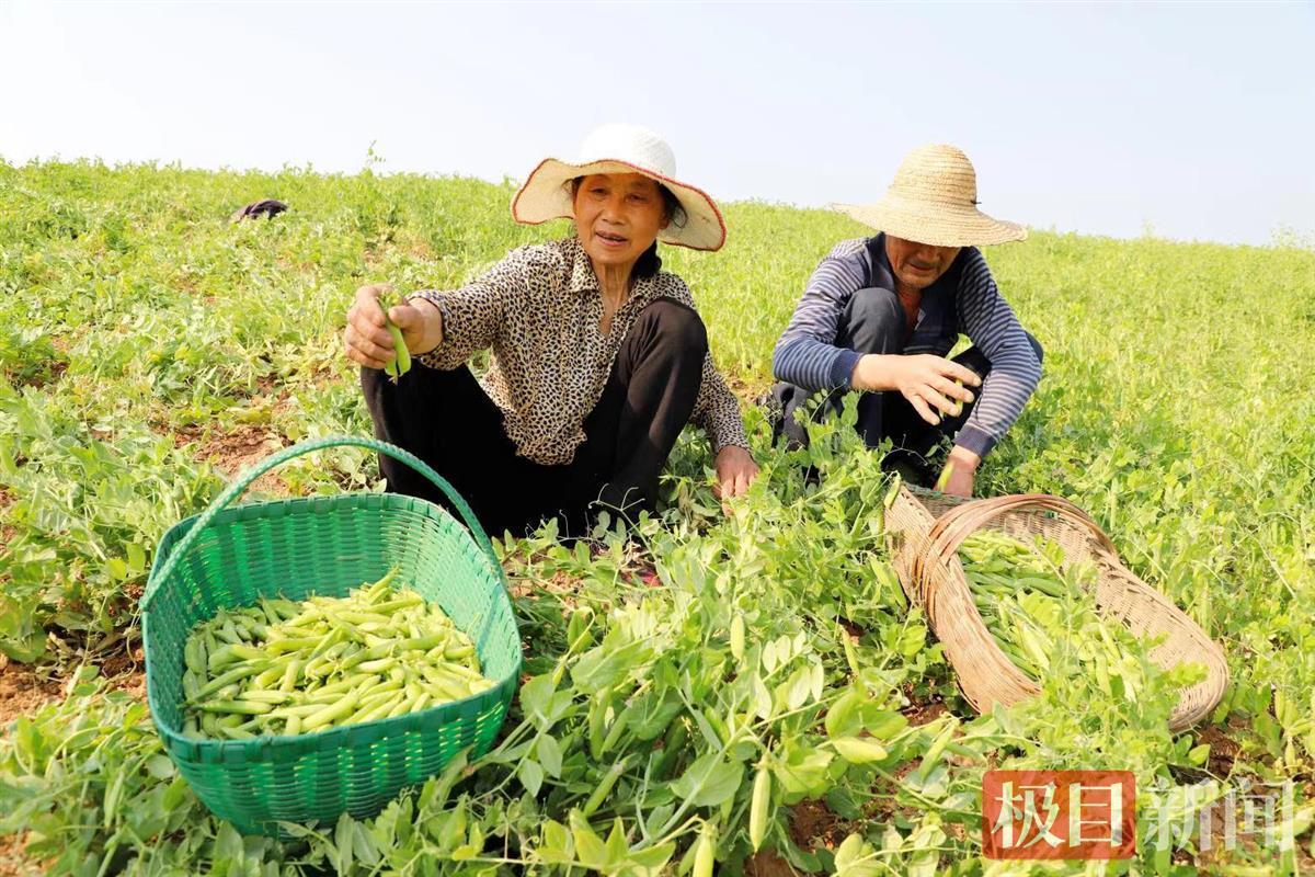 樊城豌豆丰收(通讯员王晓丽 摄)每到豌豆收获季,樊