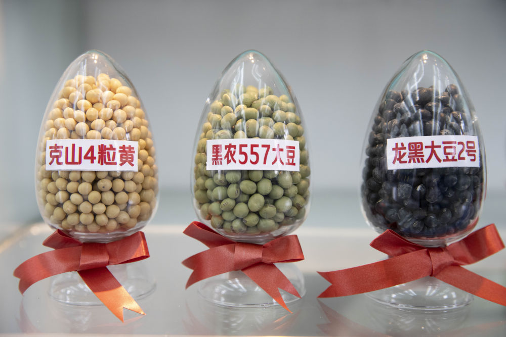 黑龙江种子