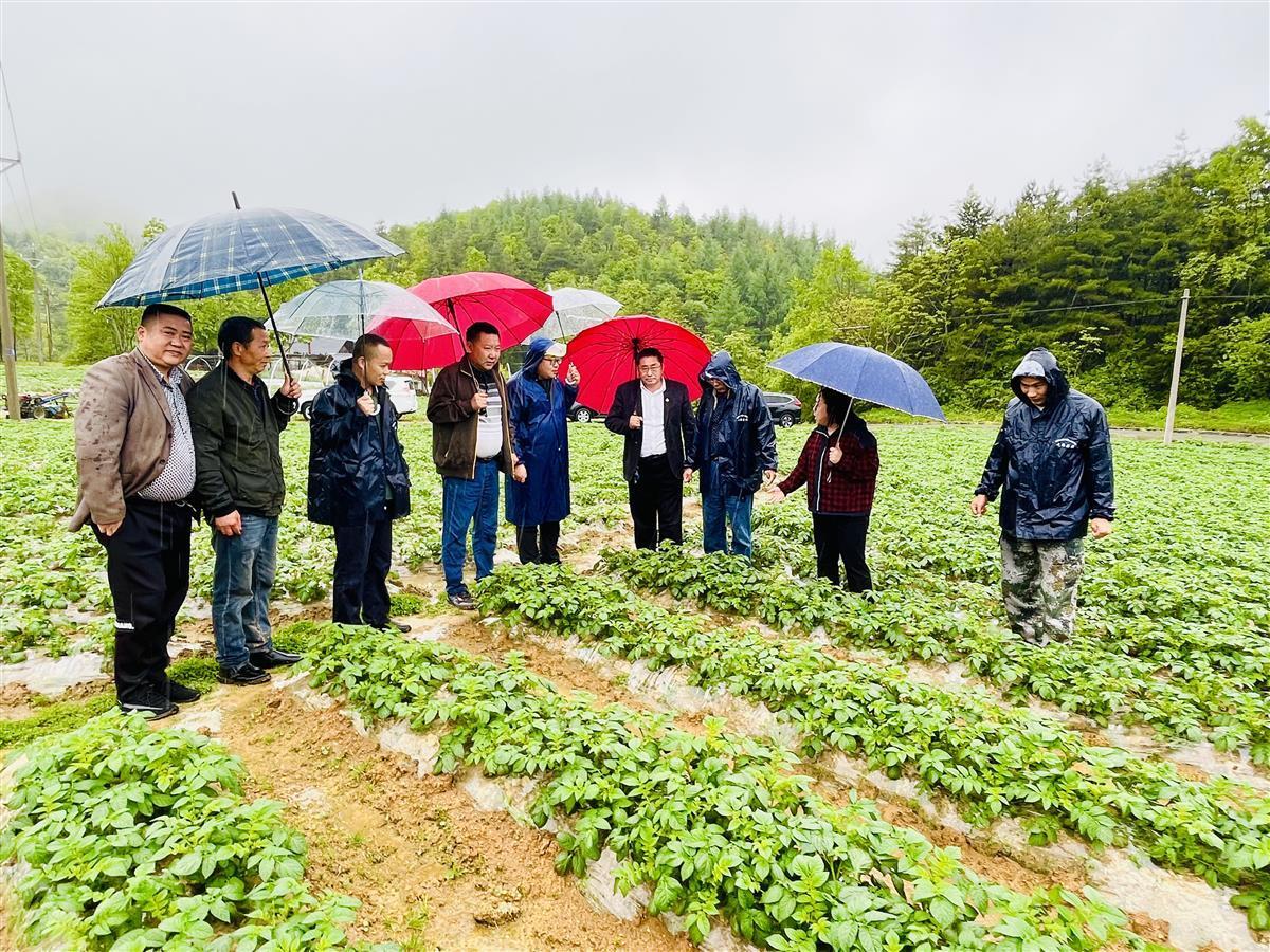 24年推广马铃薯科研她让科技成果在恩施扎根结果