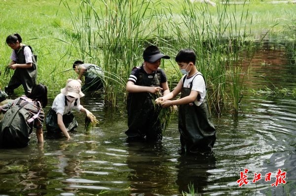 一竞技app种草小学生弯腰改造武汉“水下森林”(图3)