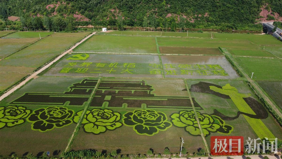 高山冷水灌沃壤春秋寨下米飘香