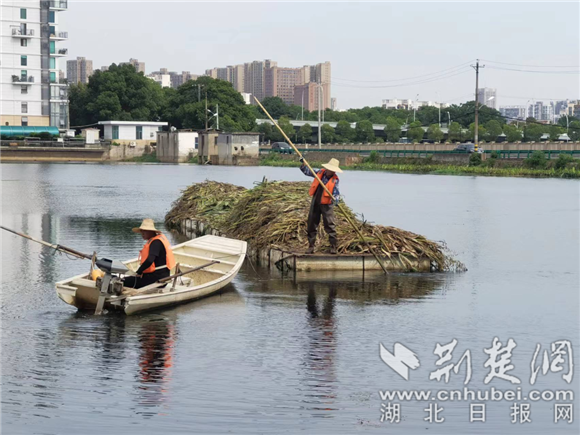 洪山区推进芦湾湖生态修复 (2).png.png