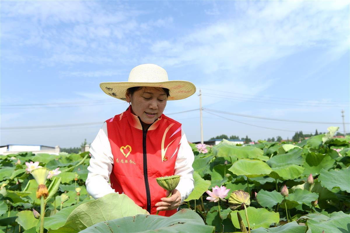近日,湖北洪湖市新滩镇荻障口村莲子种植户殷先生正发愁,由于人手不足