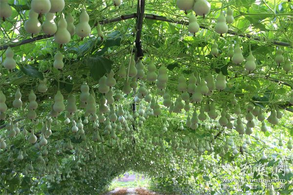 1小葫芦陈刘 (84).jpg.jpg