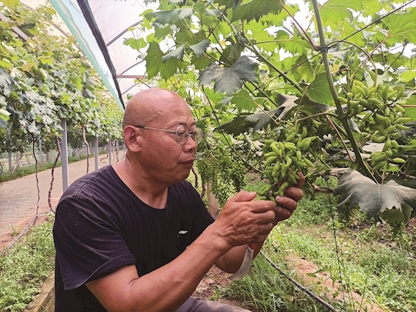 新闻讯(记者梁传松"这种'金手指'葡萄,目前基本上可以肯定今年会丰产