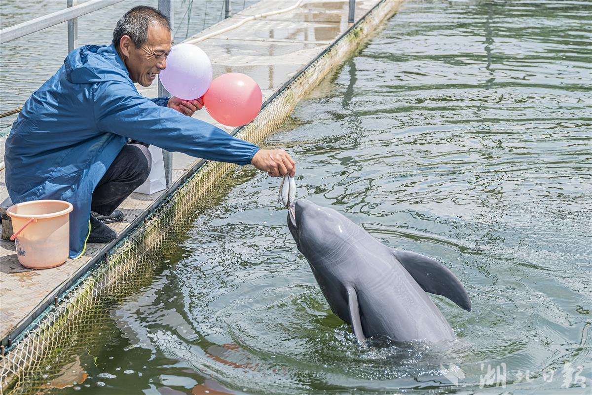 留住长江精灵的“微笑” 长江江豚升级为国家一级保护动物 - 湖北日报新闻客户端