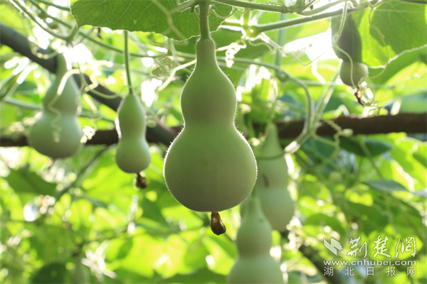 1小葫芦陈刘 (82)(1).png.png