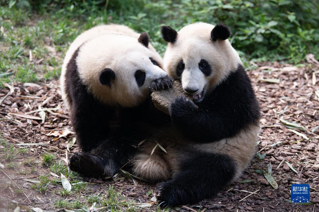 摩鑫在线首页大熊猫龙凤胎姐弟“和花”“和叶”生日会