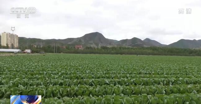 农业农村部：进入收获旺季 全国蔬菜生产供应有保障