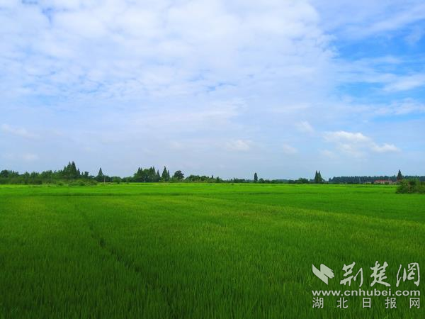 生机勃勃的塘口生产队水稻种植区。万清平 摄.png.png