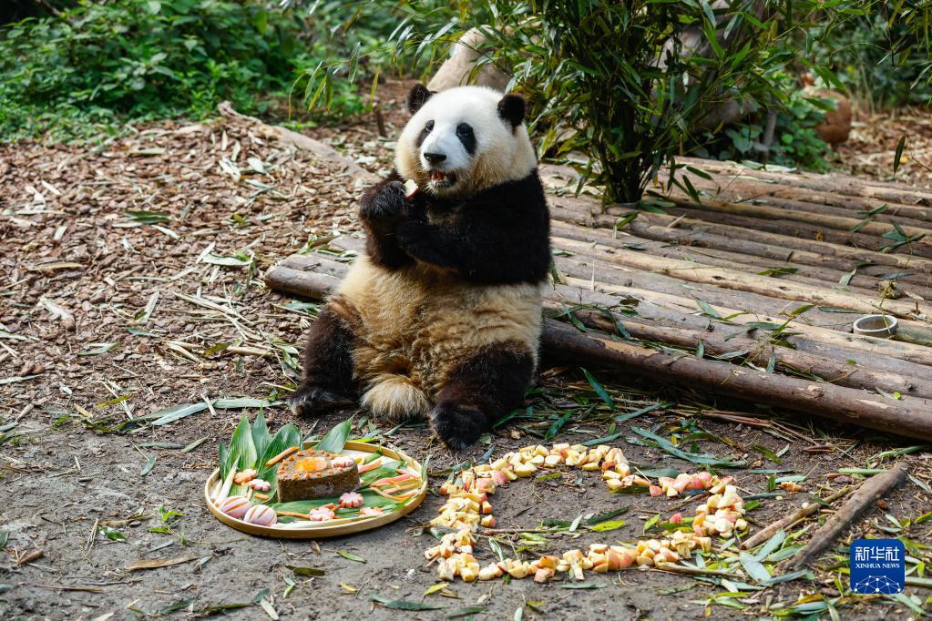 摩鑫在线首页大熊猫龙凤胎姐弟“和花”“和叶”生日会