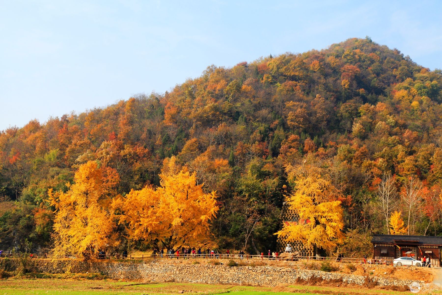 湖北这个地方有千年银杏古树群，秋天去这拍照太美了~