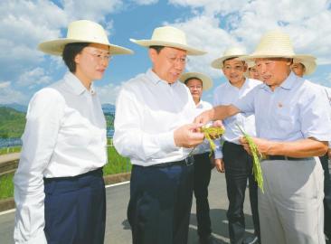 八月十一日,省委书记王晓晖到米易县稻菜现代农业园区调研,在园区内的