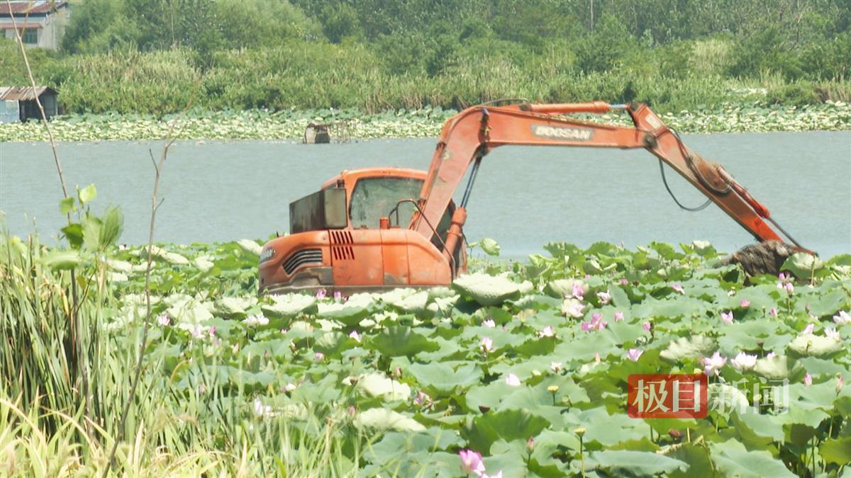 湖北石首市抗旱取水让4000亩再生稻萌发抽穗