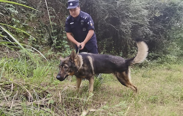 太婆出门后迷路一夜未归警犬搜寻在机耕道边草丛中找到她