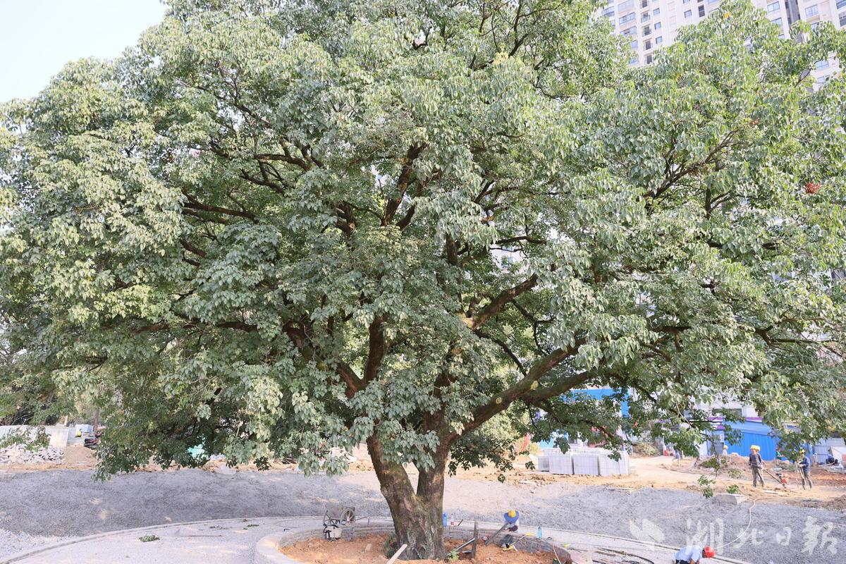 除此以外,还保留了法国梧桐,朴树,松树,桂花,三角枫等100多棵高大树木