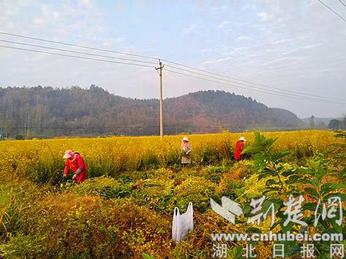 随县瞄准中药材种植助力乡村振兴