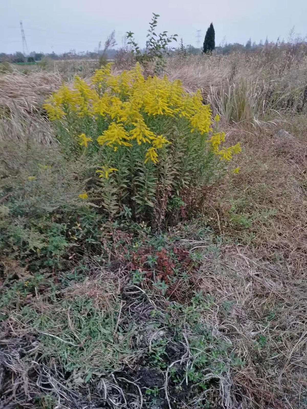 云梦:铲除"加拿大一枝黄花 不留后患-荆楚网-湖北