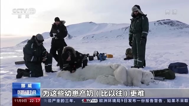 挪威冰川融化加速北极熊捕食将消耗更多能量