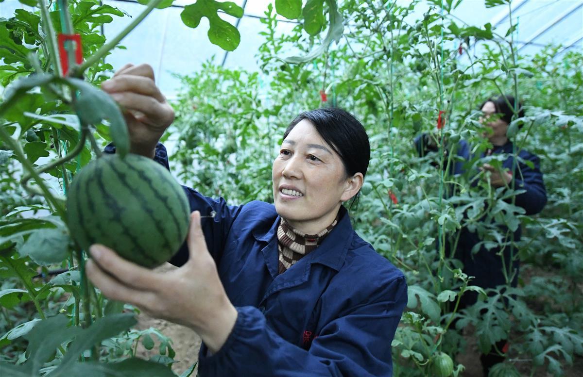 全智能化种植不长土面长空中保康大棚西瓜迎冬而至