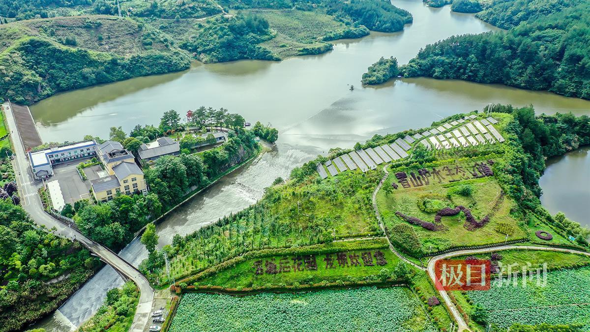 湖北龙湖国家湿地公园打造“水下森林”，已栽种2万余株乔木 荆楚网 湖北日报网 