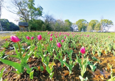 东湖最美的季节来了 300种春花“接力”绽放
