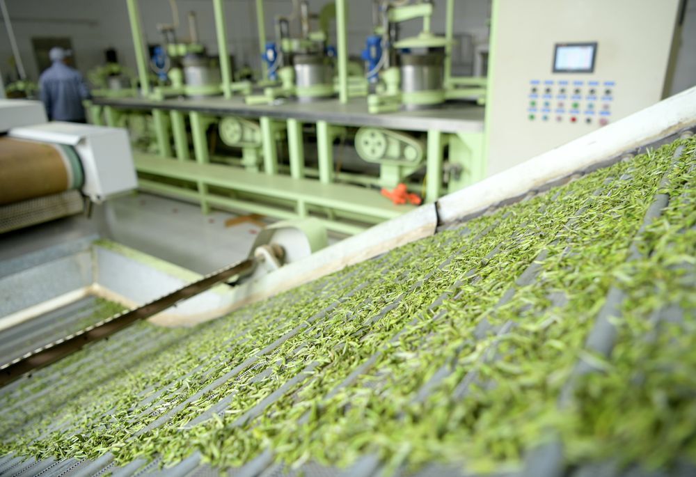 3月19日，湖北省宣恩县椒园镇庆阳坝村一茶叶加工企业的工作人员在加工春