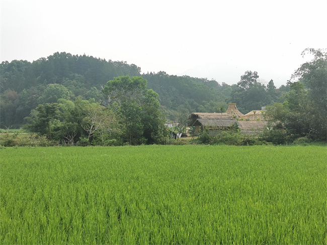 【中国有约开云 开云体育】海南毛纳村：以茶融旅 踏出乡村振兴新路子