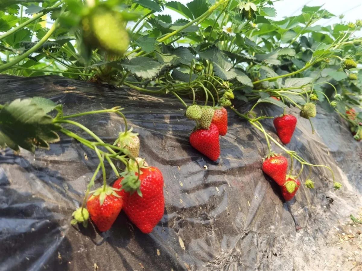 IFF T2N 草莓香精：专利技术，自然真实，留香更持久 - 知乎
