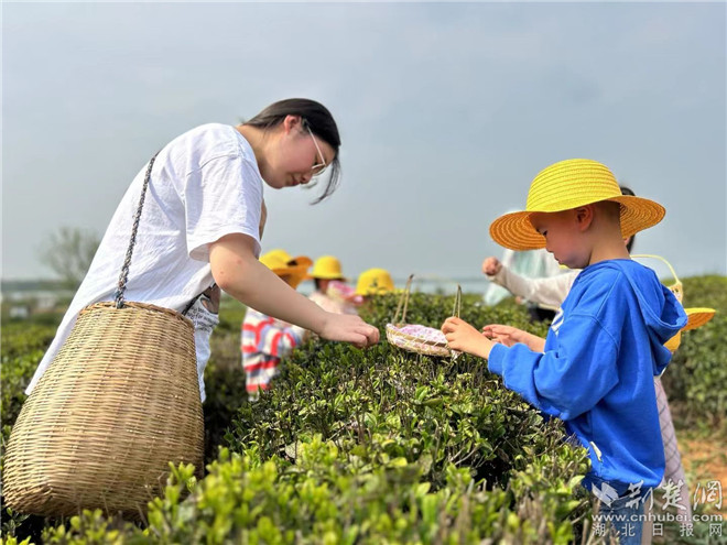 学生在茶园采摘茶叶 (1).jpg