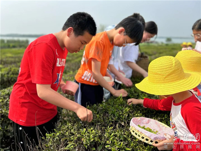 学生在茶园采摘茶叶 (2).jpg